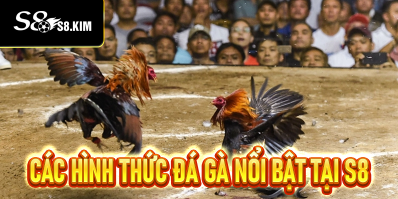 Sảnh Đá Gà S8 Cá Cược Linh Hoạt, Xem Phát Trực Tiếp Đỉnh Cao